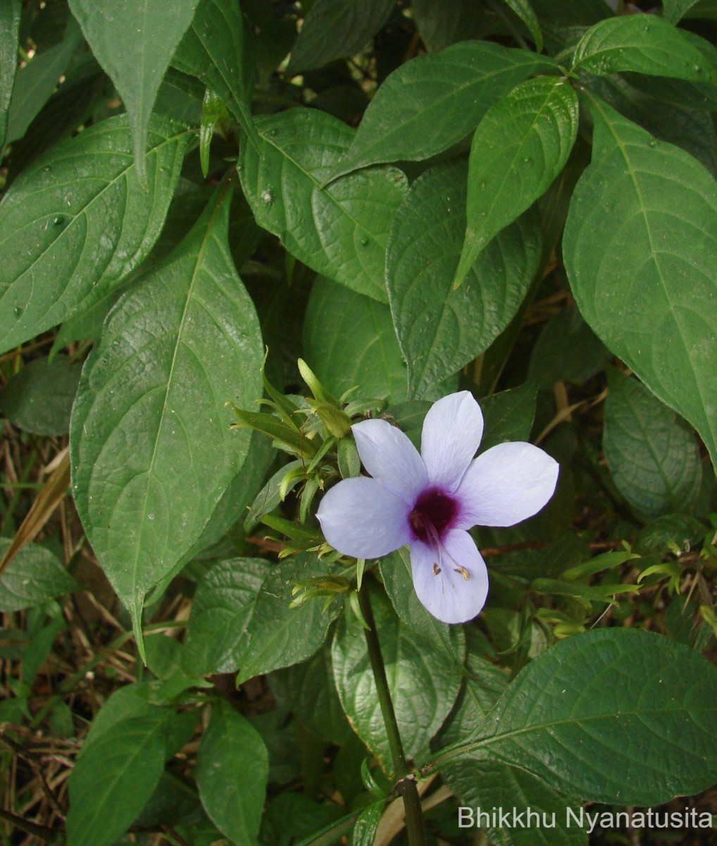 Barleria involucrata Nees